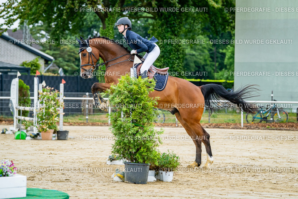 DSC02081 | Pferdegrafie