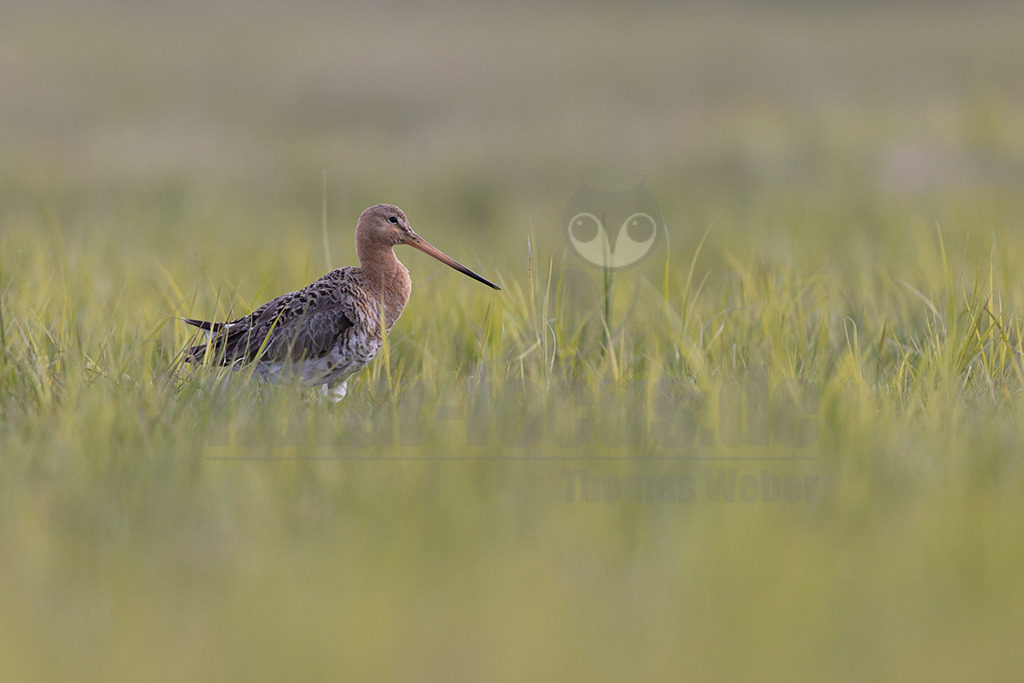 20220412084803 | Die Uferschnepfe (Limosa limosa), im Plattdeutschen auch als Greta bezeichnet, ist eine Vogelart aus der Familie der Schnepfenvögel (Scolopacidae). Uferschnepfen sind Langstreckenzieher und brüten vorwiegend auf Feuchtwiesen. Die Art steht sowohl international auf der Vorwarnliste («potenziell gefährdet») der Roten Liste gefährdeter Arten als auch auf der Roten Liste der Brutvögel Deutschlands. - Realisiert mit Pictrs.com