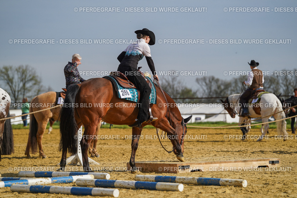 DSC01195 | Pferdegrafie