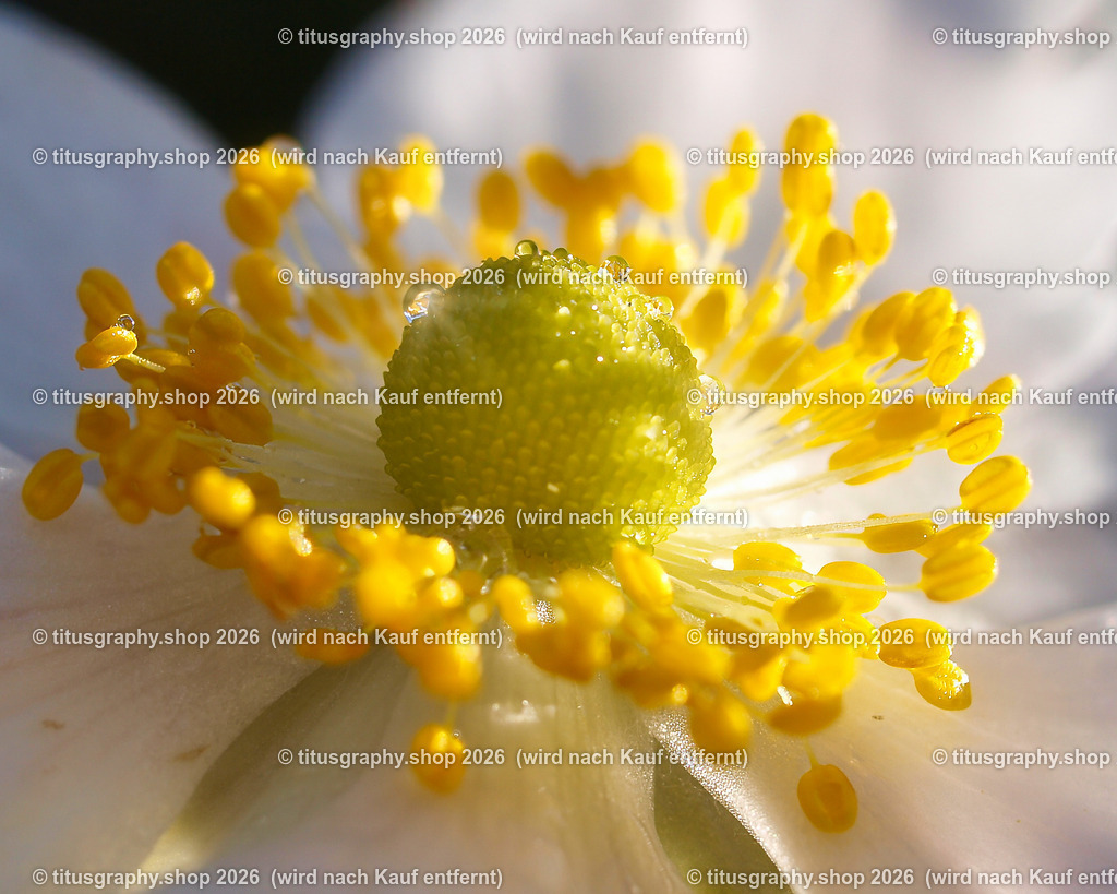 titusgraphy-PA221785-ln-a-q | titusgraphy-shop: Geschenkideen mit Qualitätsfotos. titusgraphy-shop: gift ideas with quality photos. titusgraphy-shop: idées cadeaux avec photos de qualité.  - Realisiert mit Pictrs.com