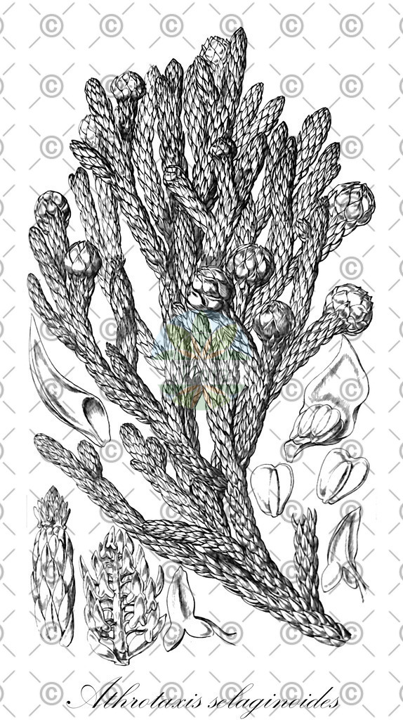 HistAbb_753_1_FLORAD_SIMPLE | Historische Abbildung von Athrotaxis selaginoides - Cupressaceae (König-Wilhelm-Fichte) | Historical Illustration of Athrotaxis selaginoides - Cupressaceae