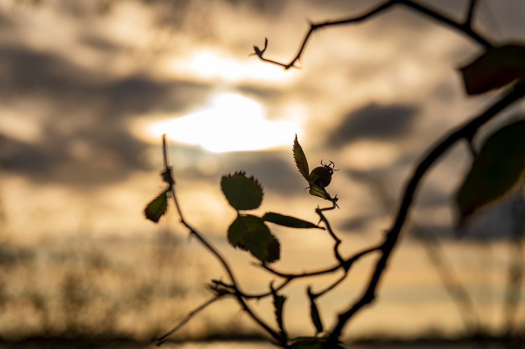 2022_11_19_SH-HETLINGER-SCHANZE_MCP5924 | Hochwertig gedruckte Fotografien für die Wand, als Kalender und zum Verschenken. Hamburg & Norddeutschland und überall wo ich mit der Kamera unterwegs war.