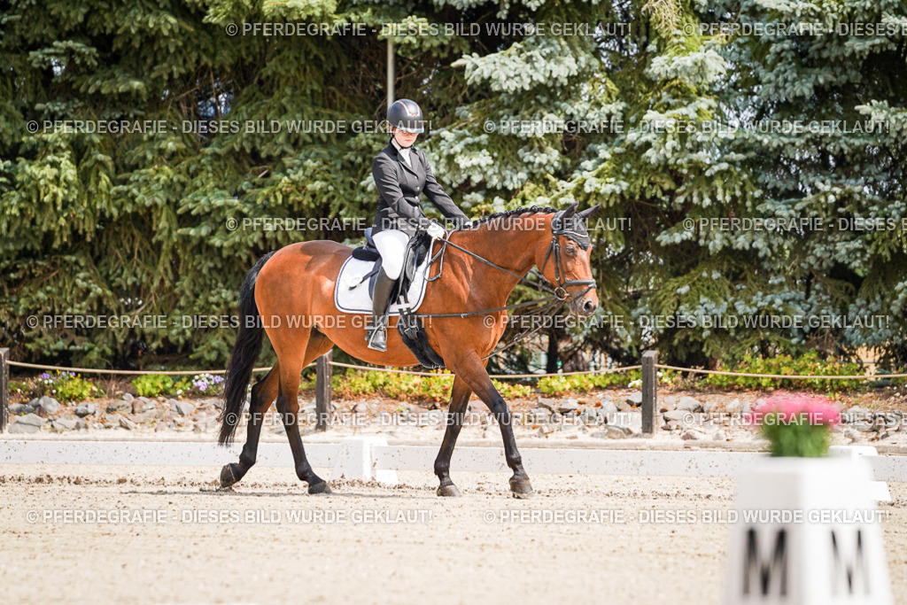 DSC02428 | Pferdegrafie