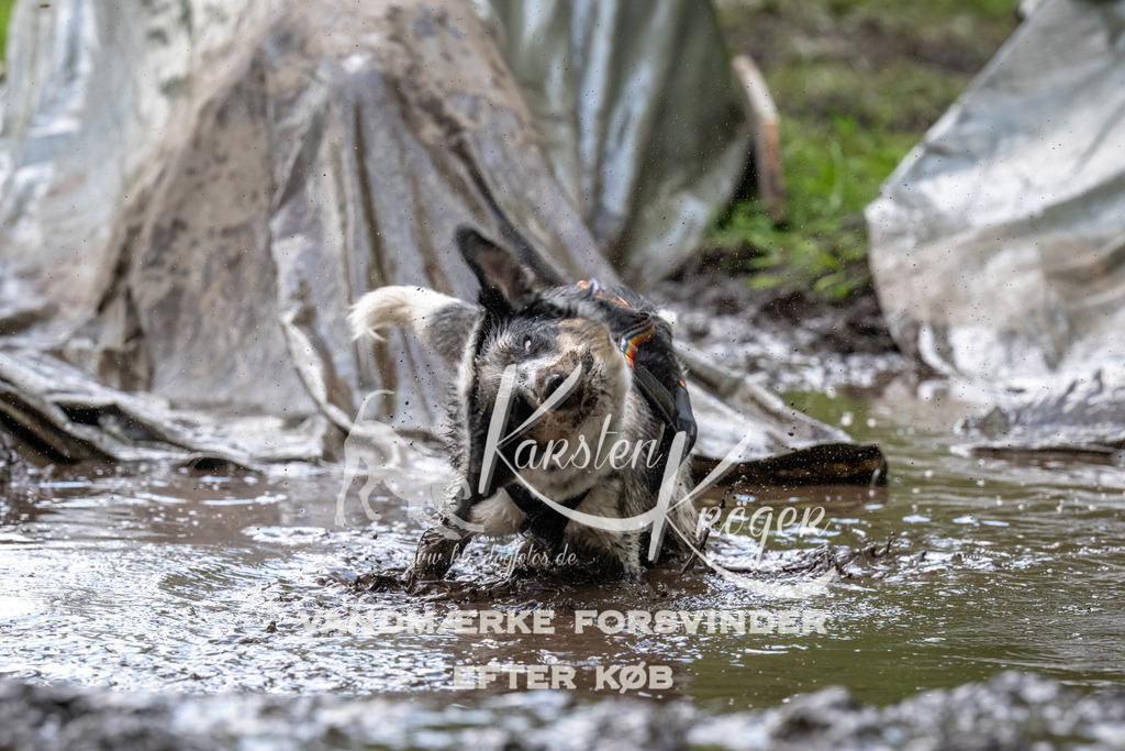 1226_ZZ92222 | kk-dogfotos