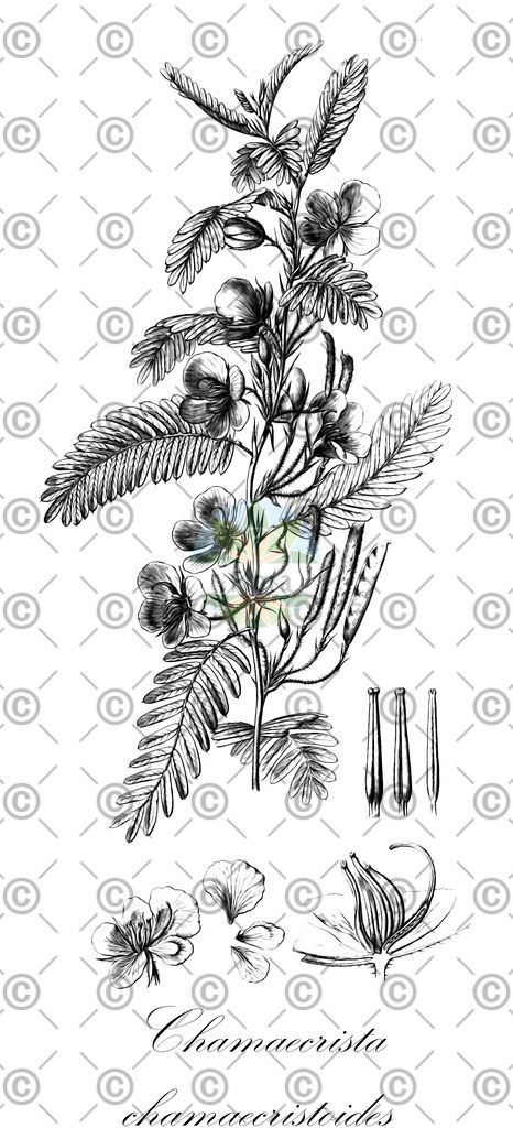 Chamaecyparis_lawsoniana_HistAbb_Curtis_Botanical_Magazine_1866_SIMPLE | Historische Abbildung von Chamaecrista chamaecristoides - Fabaceae | Historical Illustration of Chamaecrista chamaecristoides - Fabaceae