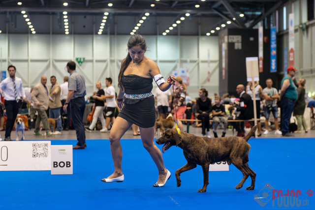 World Dog Show | World Dog Show 2023 im Palexpo in Genf 23.08.2023 Foto: Leo Wyden