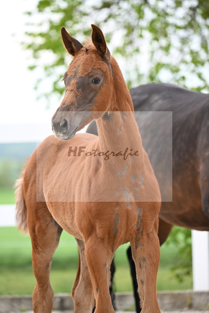 Kat-Nr. 4 SF Va Bene x Dancier_Juerges_23260096 | hf-fotografie - Realisiert mit Pictrs.com