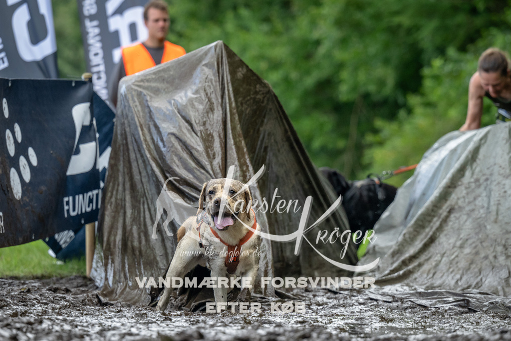 1156_ZZ90368 | kk-dogfotos