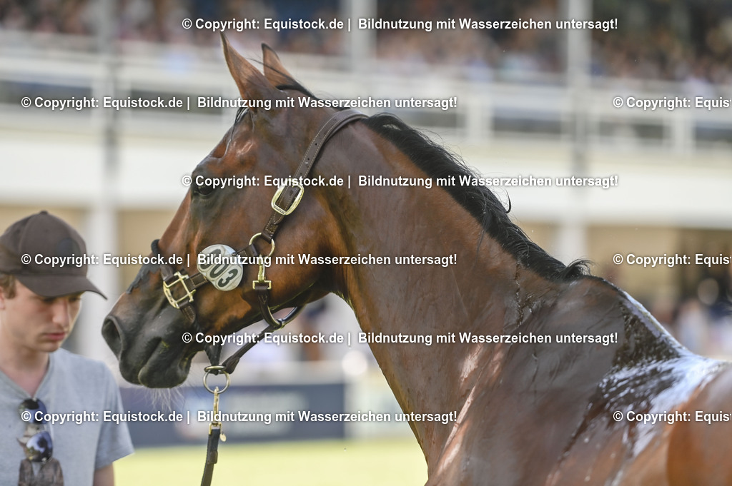 20230527_27_CCI4_Gelände_0293 | equistock