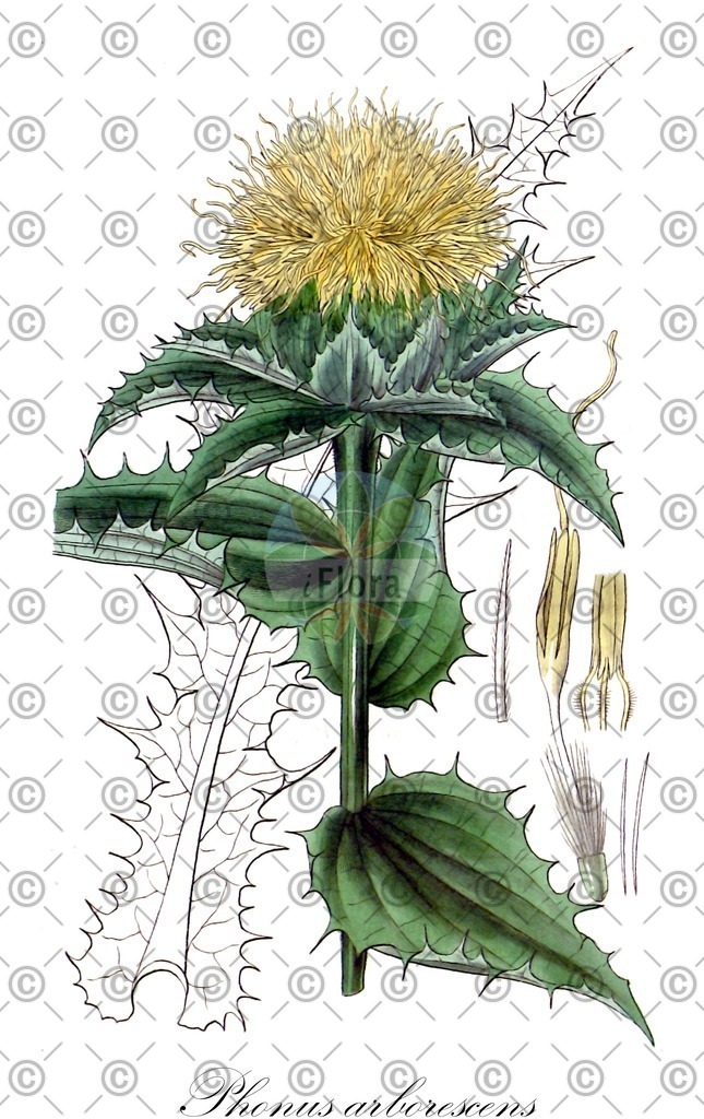 HistAbb_6P2N_2_ENZY_Simple | Historische Abbildung von Phonus arborescens - Asteraceae | Historical Illustration of Phonus arborescens - Asteraceae