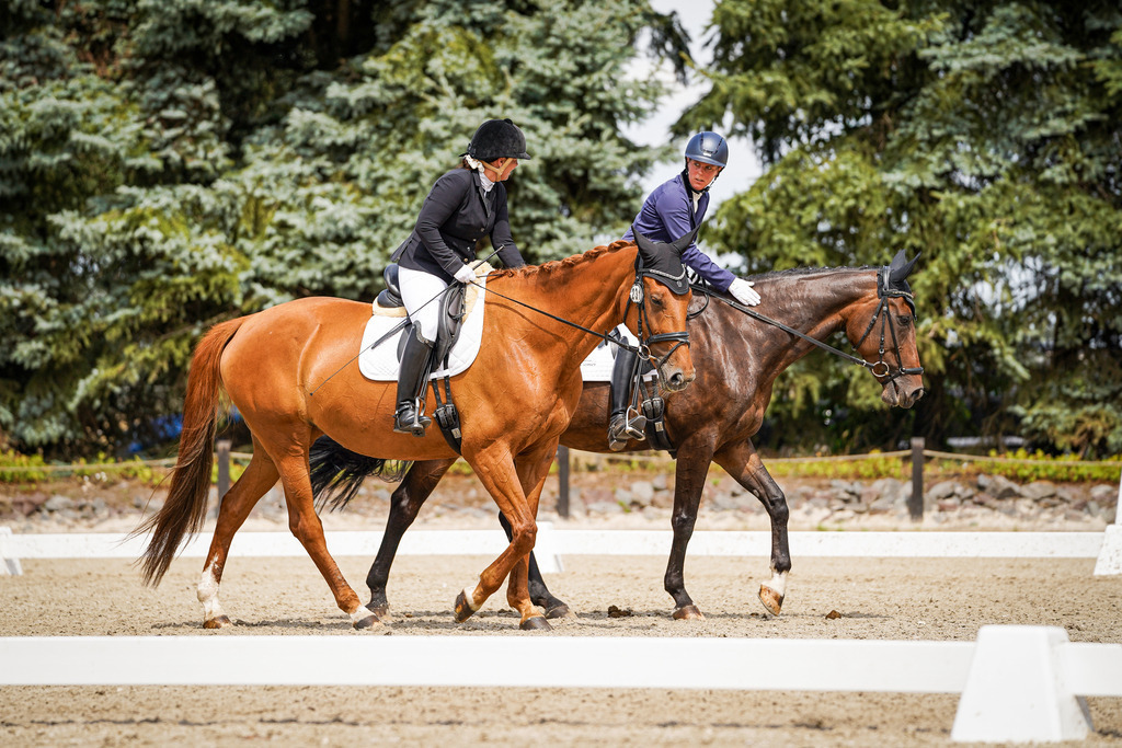 DSC04020 | Pferdegrafie