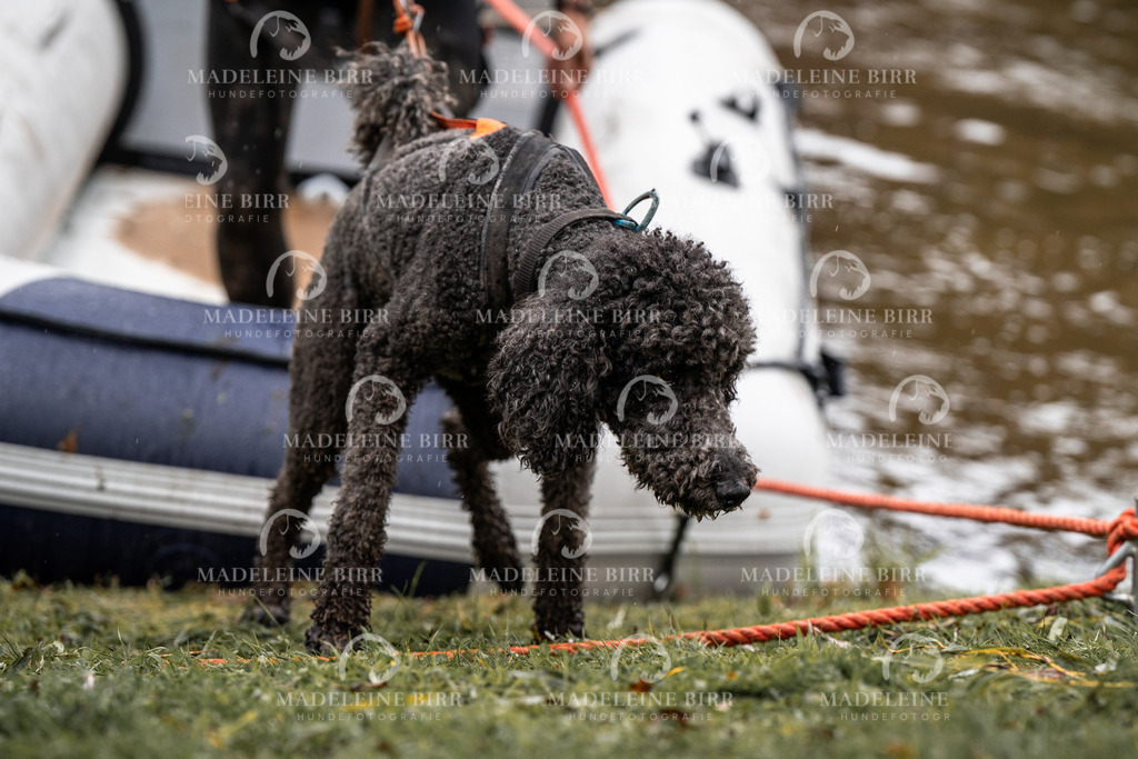 madeleinebirr-fotografie2025.campcanis.11-12Uhr-178 | hundefotografie-birr