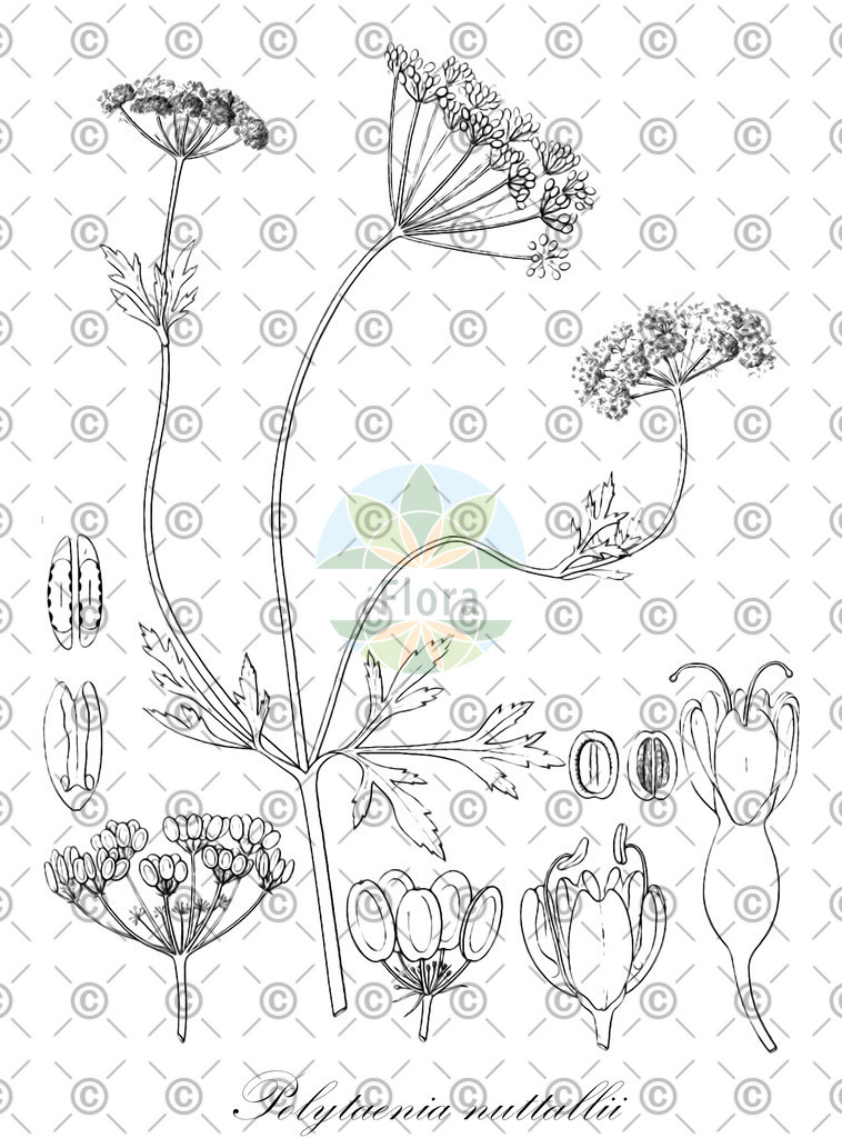 HistAbb_wfo-0001160398_1_ENZY_Simple | Historische Abbildung von Polytaenia nuttallii - Apiaceae | Historical Illustration of Polytaenia nuttallii - Apiaceae