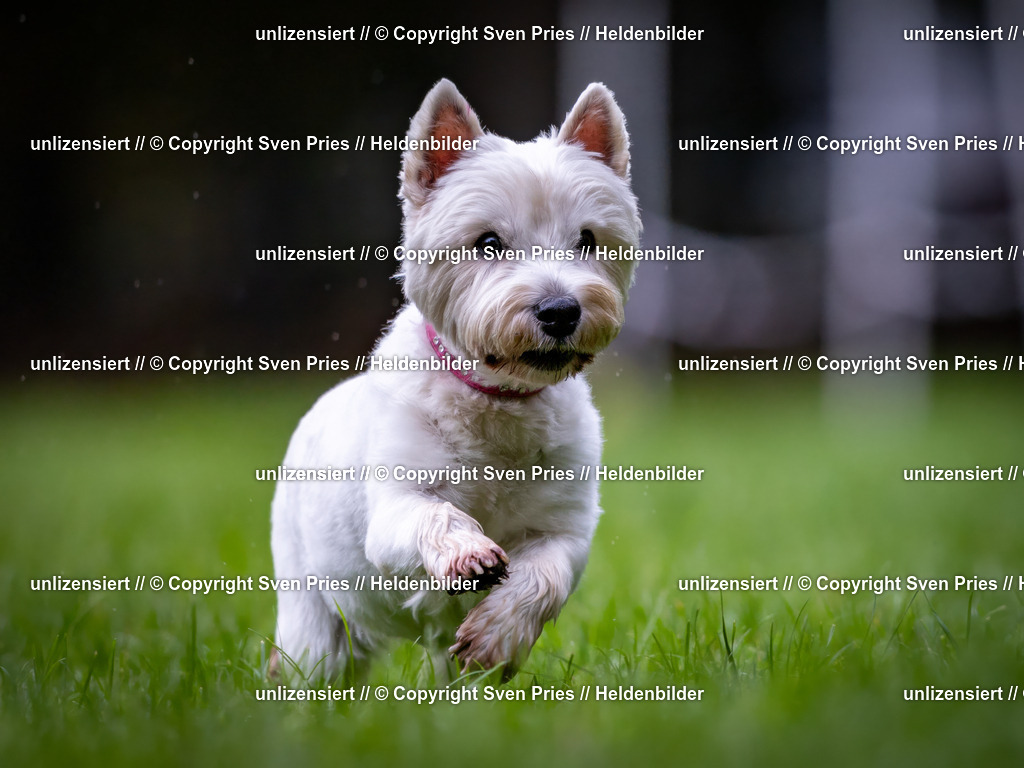 Sven Pries | 2024-10-19 - Hunderennen Ober-Grombach - Realisiert mit Pictrs.com