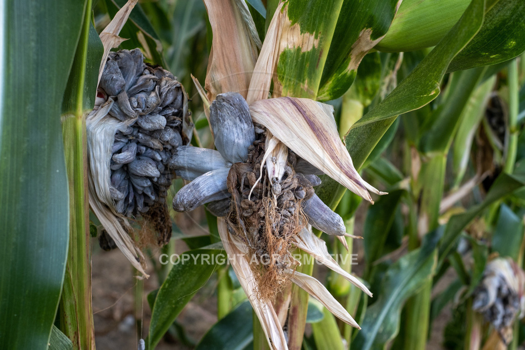 20220829-DSCF2927 | Pizerkrankung im Mais - Realisiert mit Pictrs.com