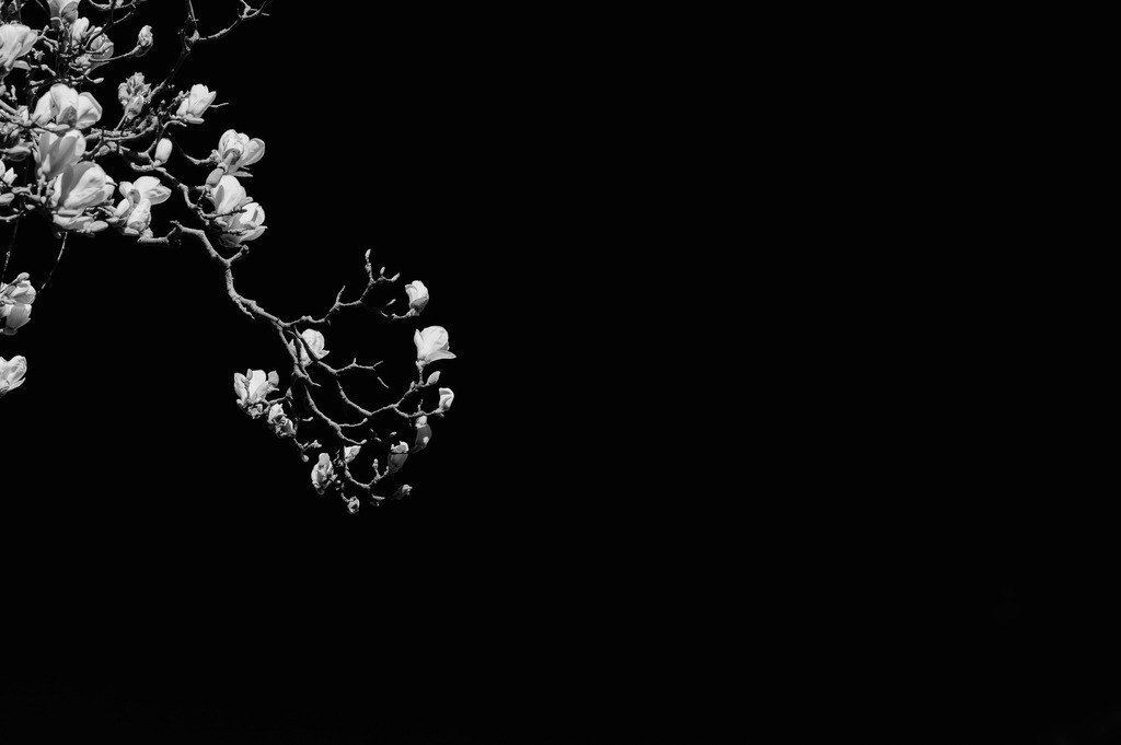 2025_04_06_HH-BOTANISCHER GARTEN+JENISCHPARK+ELBE_MCP7259 sw | Hochwertig gedruckte Fotografien für die Wand, als Kalender und zum Verschenken. Hamburg & Norddeutschland und überall wo ich mit der Kamera unterwegs war.