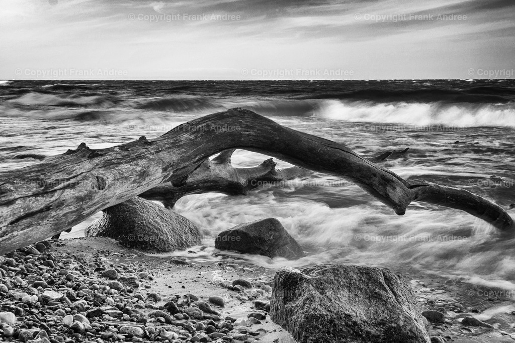 Baumstamm im Meer 2 | Ein umgestürzter Baum liegt am Strand der Ostsee. Wellen umspülen den Baumstamm. Landschaftsfotografie in schwarz weiß. - Realisiert mit Pictrs.com