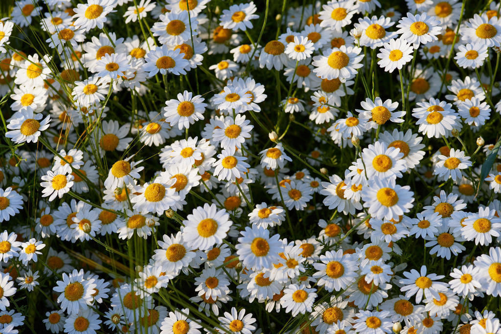 Margeriten im Feld | Pillichsdorf, Austria - June 06, 2015: Margeriten im Feld. - Realisiert mit Pictrs.com
