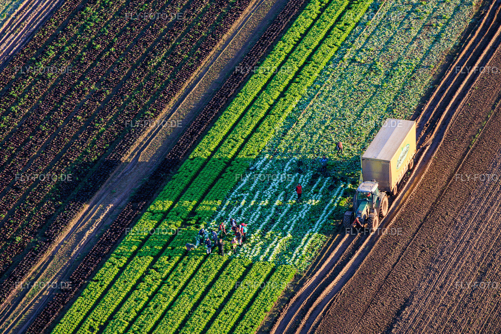 Erntehelfer und Traktor bei der Salaternte auf einem Gemüsefeld von Grafenländer Gemüse https://www.grafenlaender-gemuese.de/ | Luftbild: Erntehelfer und Traktor bei der Salaternte auf einem Gemüsefeld von Grafenländer Gemüse https://www.grafenlaender-gemuese.de/ in Schwegenheim im Bundesland Rheinland-Pfalz in Deutschland. Foto: IMG_150615.jpg vom 30.10.2025 durch Werner Riehm/FLY-FOTO.de - Realisiert mit Pictrs.com