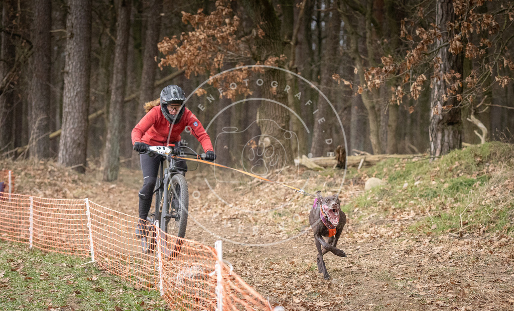 Pfotenfotografie_DV3A1393 | Hundefotografie, Tierfotograf, Pfotenfotografie, Fotoshooting Hund, Hunde Portrait, Hundesport, Hundeportraits, Heideshooting, Hunde, Sportfotograf, Hundefotograf, Turnierhundsport, THS,  - Realisiert mit Pictrs.com