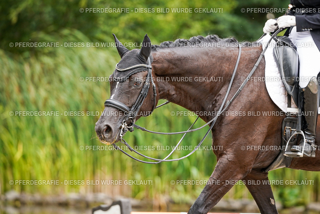 DSC07169 | Pferdegrafie