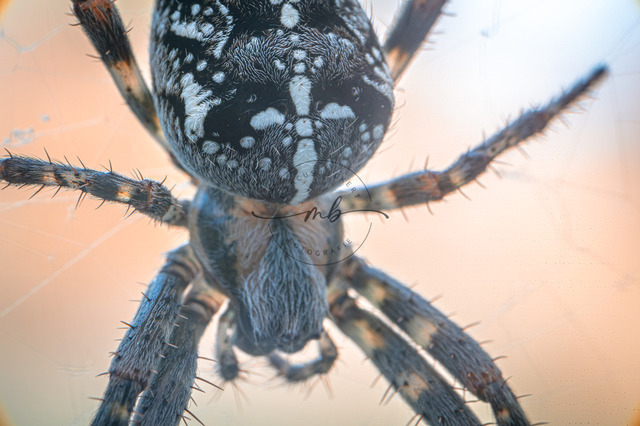 Detailaufnahme von einer Kreuzspinne | Detailaufnahme des Kopfbereichs einer Kreuzspinnen (Araneus) mit Netz im Hintergrund, Jena, Thüringen, Deutschland - Realisiert mit Pictrs.com