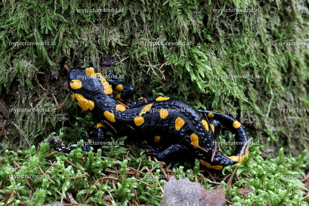 Feuersalamander-041 | Das Bilderarchiv über Tiere, Planzen und Landschaften. In der Bilddatenbank finden Sie ein große Auswahl an hochwertigen Bilder für Ihre Werbung - Realisiert mit Pictrs.com
