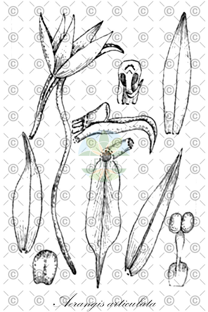 HistAbb_wfo-0000840024_2_ENZY_Simple | Historische Abbildung von Aerangis articulata - Orchidaceae | Historical Illustration of Aerangis articulata - Orchidaceae