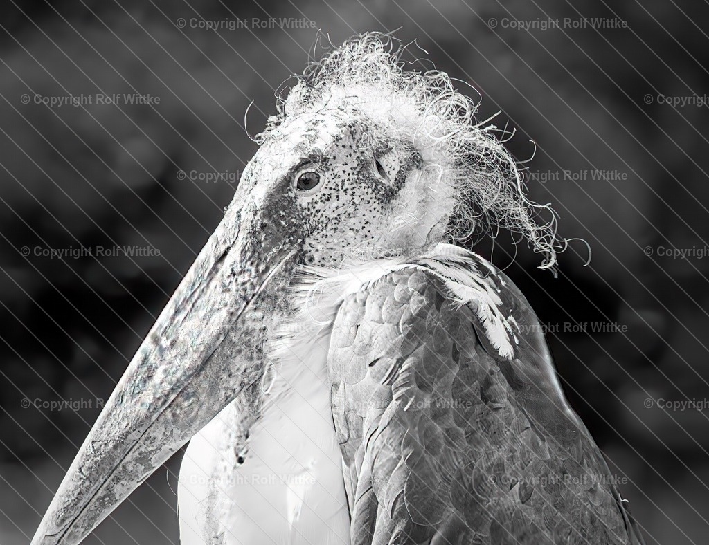 maribu1.3 | Rolf Wittke  - Realisiert mit Pictrs.com