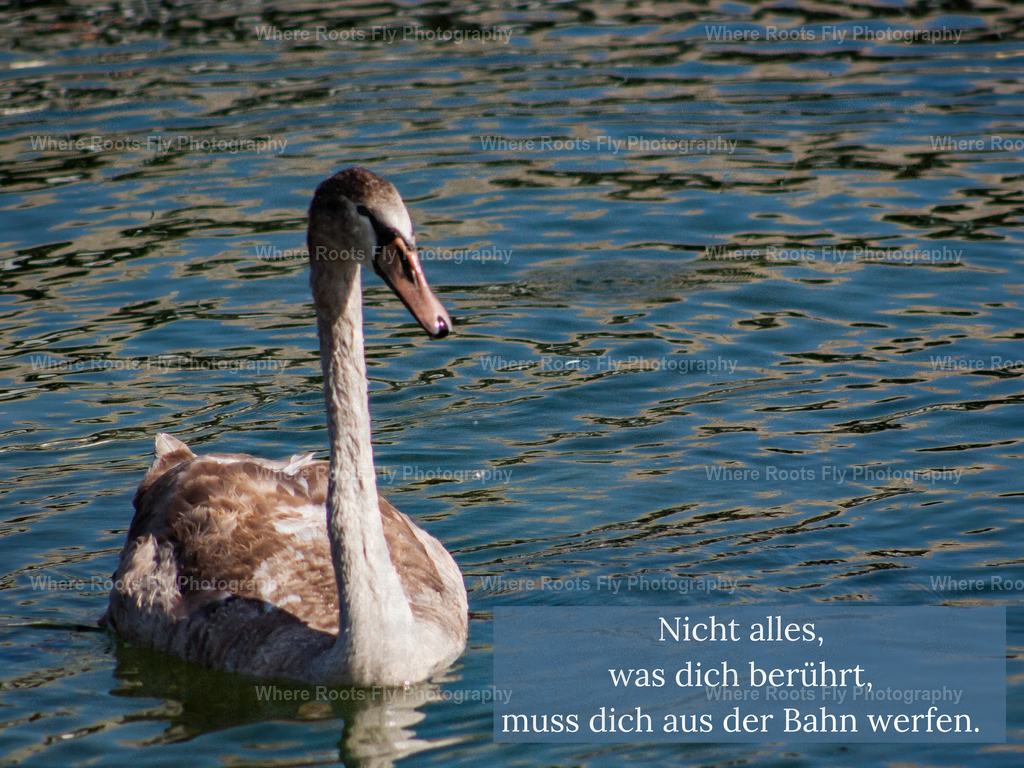 Affirmationskarten - 1 | mtkfoto_ - Realisiert mit Pictrs.com