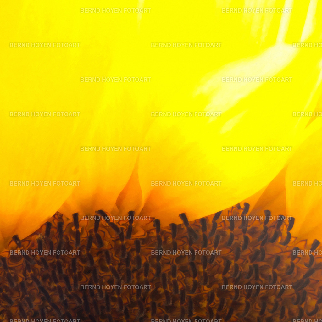 sunburn | Portrait einer Sonnenblume. Die spätere Bildbearbeitung der Nahaufnahme wurde der Ölmalerei nachempfunden, so konnte ein malerischer Effekt erreicht werden. | Portrait of a sunflower. The later image processing of the close-up was modelled on oil painting to achieve a painterly effect. - Realisiert mit Pictrs.com