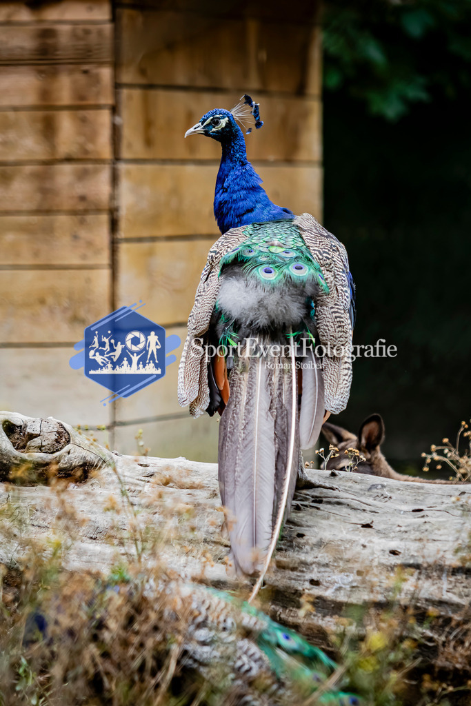 IMG_2964 | SportEventFotografie - Roman Stoiber