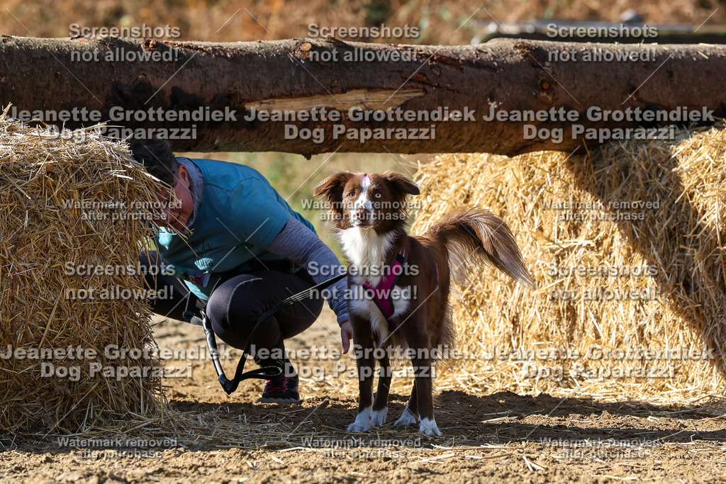 Dog Paparazzi - Strongdog 10-25-4725 | Dog Paparazzi Jeanette Grottendiek Fotografie & Videografie - Realisiert mit Pictrs.com