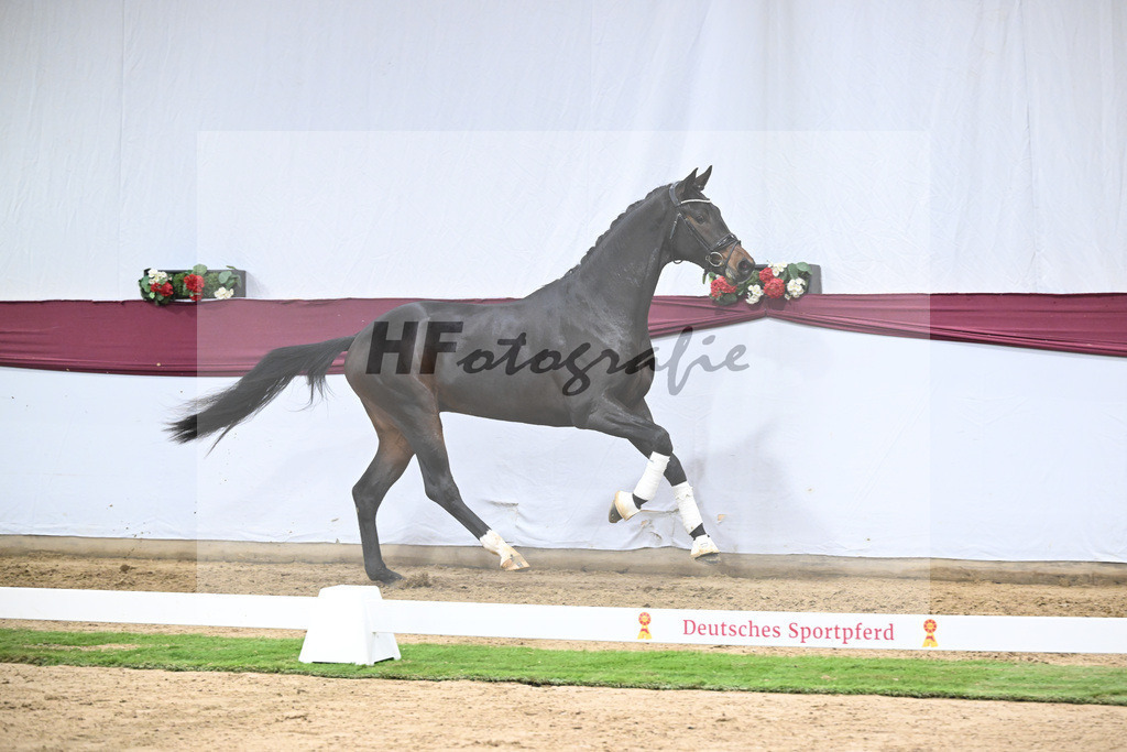 Kat-Nr. 128 Vitalis x De Kooning_Stall Buchenhof_47254287 | hf-fotografie - Realisiert mit Pictrs.com