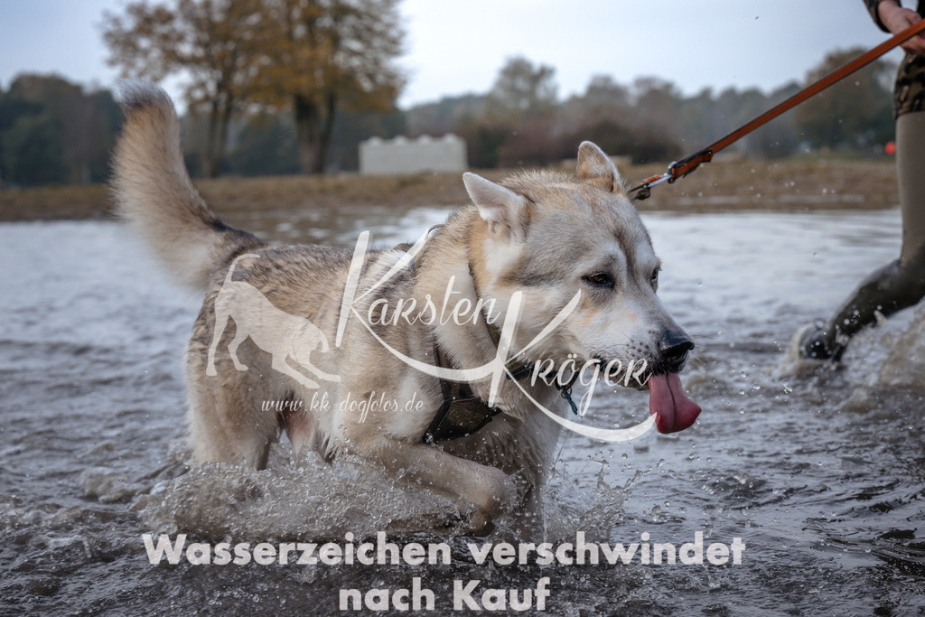 1130_ZZ95075 | kk-dogfotos
