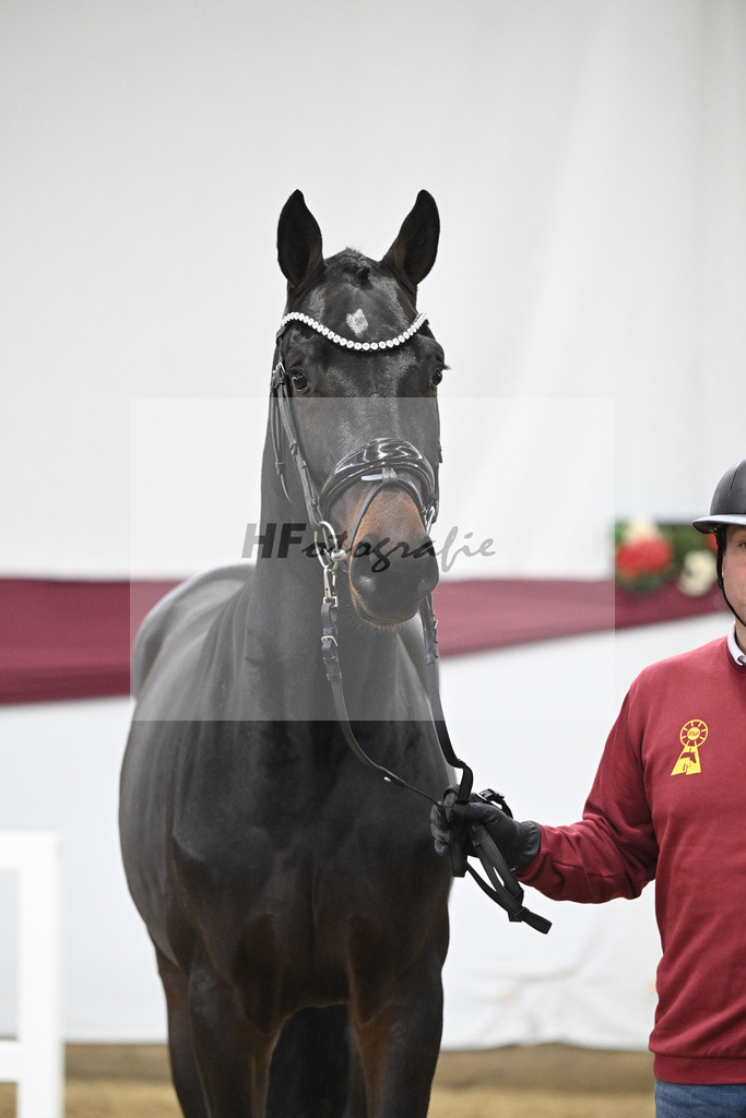 Kat-Nr. 85 Heartbreaker x Diarado_Juergen Laue_47252857 | hf-fotografie - Realisiert mit Pictrs.com