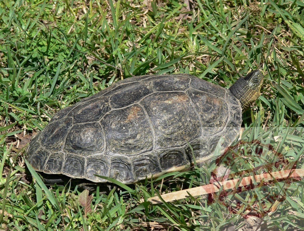 Turtle resting in green grass outdoors in daylight | Turtle resting with its head slightly out of its shell on green grass - Realized with Pictrs.com