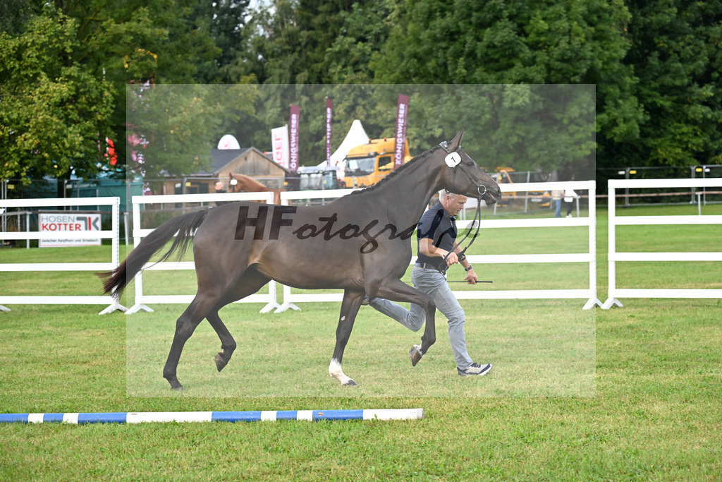 Kat-Nr. 1 nn v. Grandorado TN_Straubinger_30250022 | hf-fotografie - Realisiert mit Pictrs.com