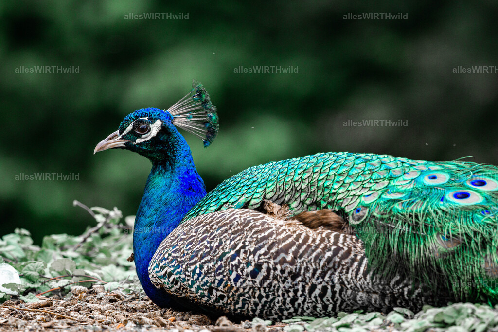 Daniel Wirth - www.allesWIRTHwild.de -DSC03256 | Entdecke die faszinierende Welt der Natur- und Wildlife-Fotografie von Daniel und Bärbel. Inspirierende Bilder von wilden Tieren und kleinen Naturwundern.