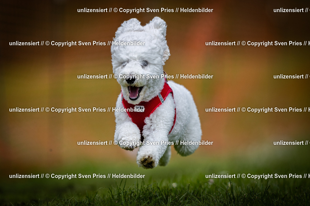 Sven Pries | 2025-04-13 - Hunderennen Baden-Baden - Realisiert mit Pictrs.com