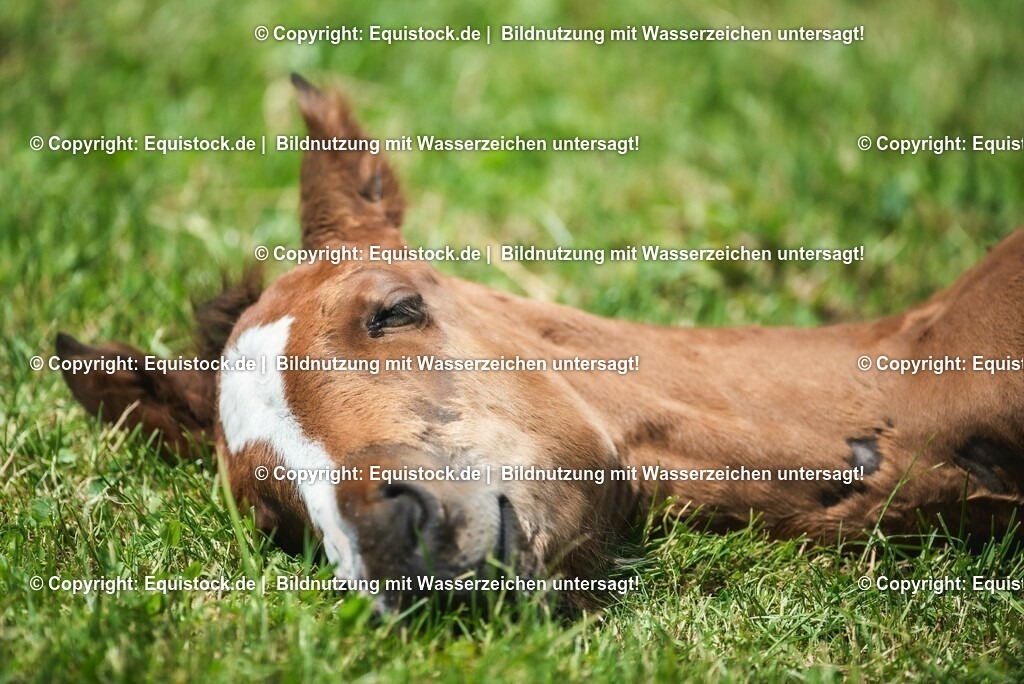 20210617_Fohlen_0291 | Foto: Thomas Hartig