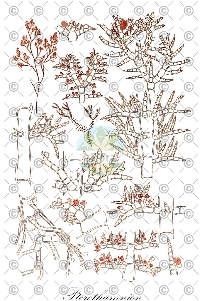 HistAbb_wfo-0001140147_1_ENZY_Simple | Historische Abbildung von Pterothamnion - Ceramiaceae (0) | Historical Illustration of Pterothamnion - Ceramiaceae (0)