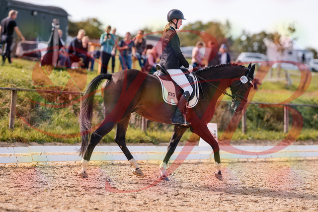 2026_10_03_Siefer-Hof_132531_Z81_76339774 | Professionelle Reitsport-, Turnier- und Eventfotografie von Robert Broda. Galerien mit ausgewählten und bearbeiteten Bildern direkt online ansehen und bestellen.