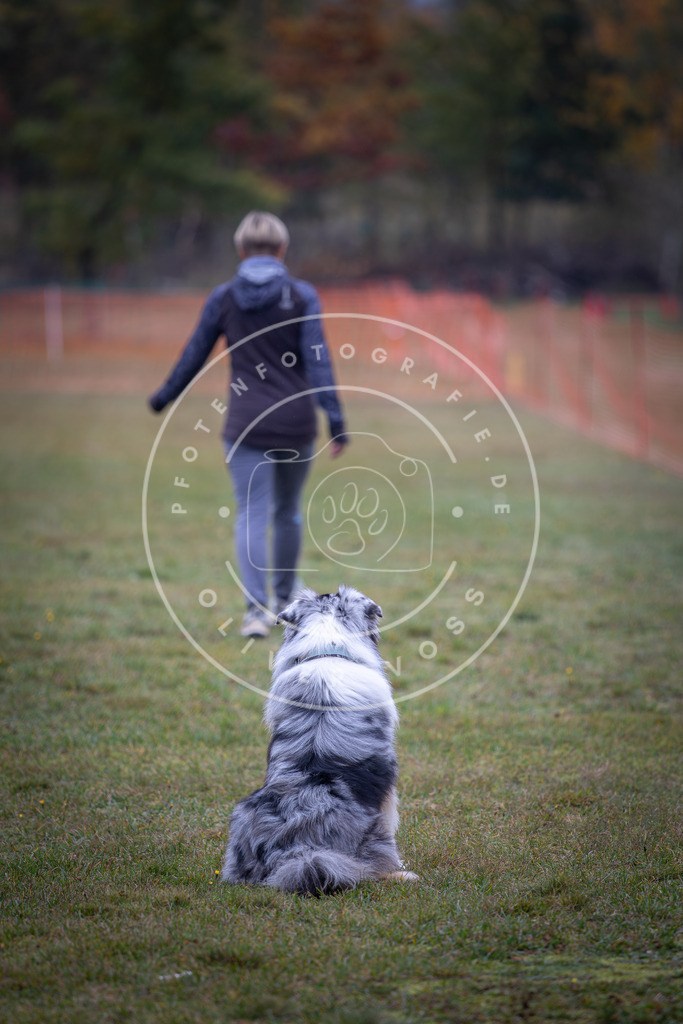 Pfotenfotografie_DV3A9529 | Hundefotografie, Tierfotograf, Pfotenfotografie, Fotoshooting Hund, Hunde Portrait, Hundesport, Hundeportraits, Heideshooting, Hunde, Sportfotograf, Hundefotograf, Turnierhundsport, THS,  - Realisiert mit Pictrs.com
