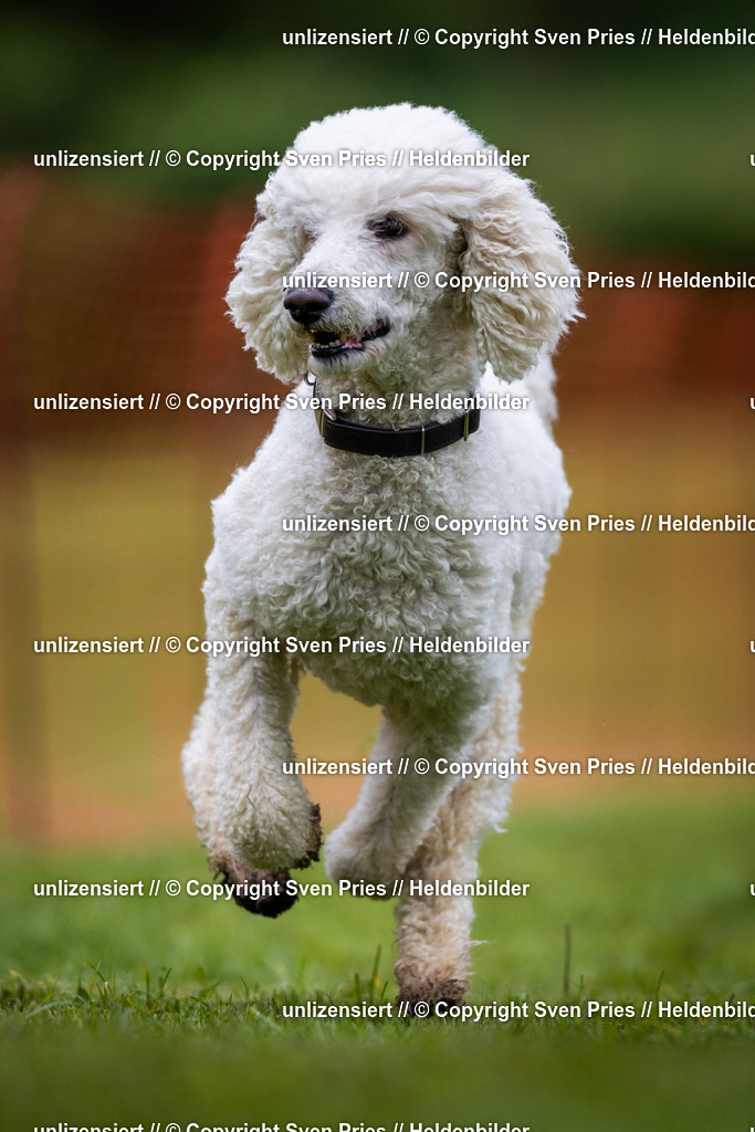 Sven Pries | 2024-04-21 - Hunderennen Baden-Oos
Foto: Sven Pries - Realisiert mit Pictrs.com