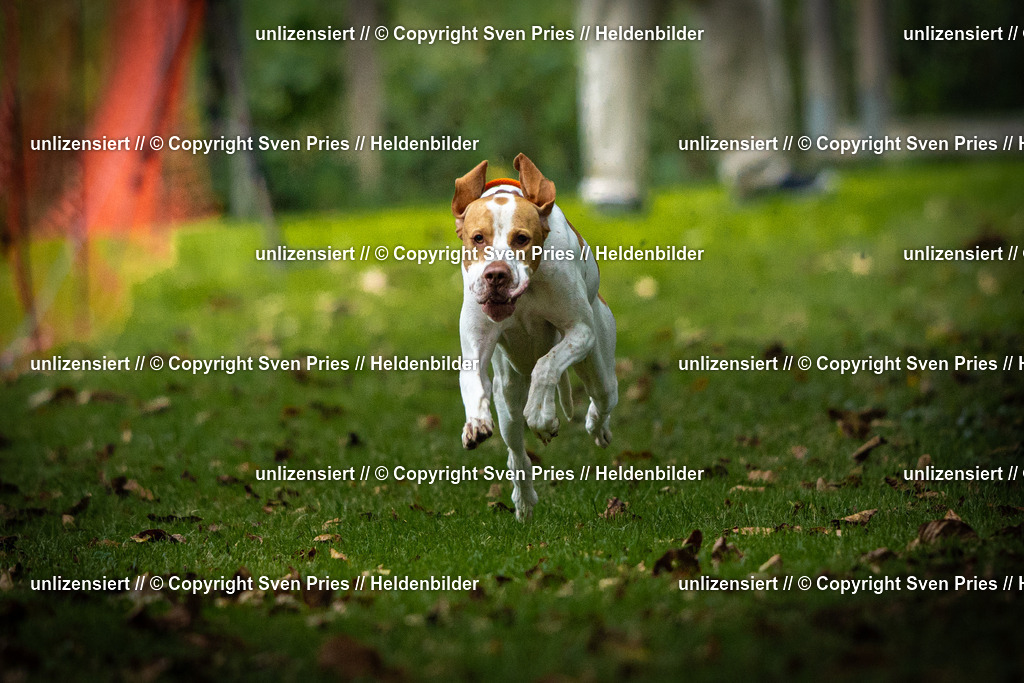 Sven Pries | 2025-09-21 - Hunderennen Baden-Oos - Realisiert mit Pictrs.com