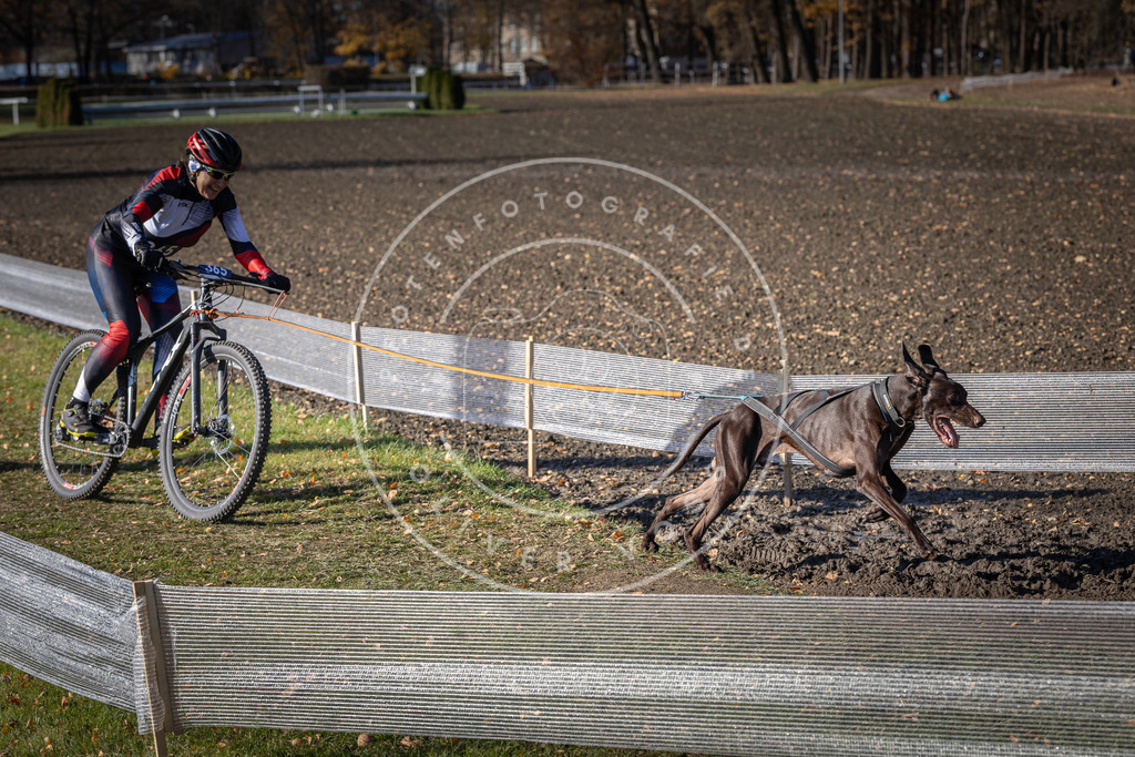 CaniXpix_DV3A7528 | Hundefotografie, Tierfotograf, Pfotenfotografie, Fotoshooting Hund, Hunde Portrait, Hundesport, Hundeportraits, Heideshooting, Hunde, Sportfotograf, Hundefotograf, Turnierhundsport, THS,  - Realisiert mit Pictrs.com