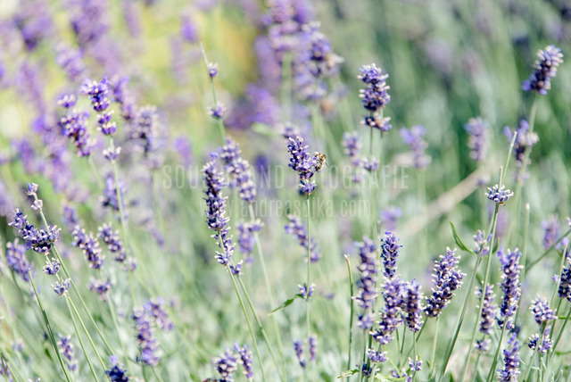 lavendel 6000x4000 Kopie | andreasojkafotografie - Realisiert mit Pictrs.com