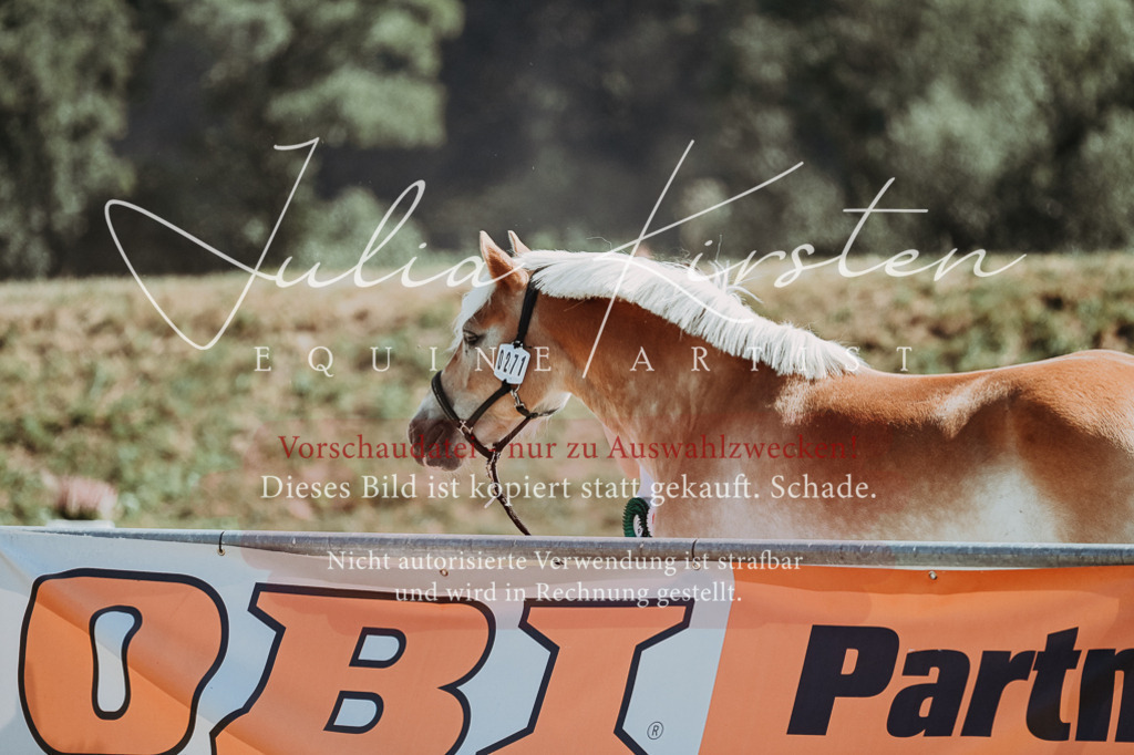 DSC_9853 | Pferde- und Turnierfotografie in Westsachsen. Pferdeportraits, Auftragszeichnungen und intuitive Kunst.