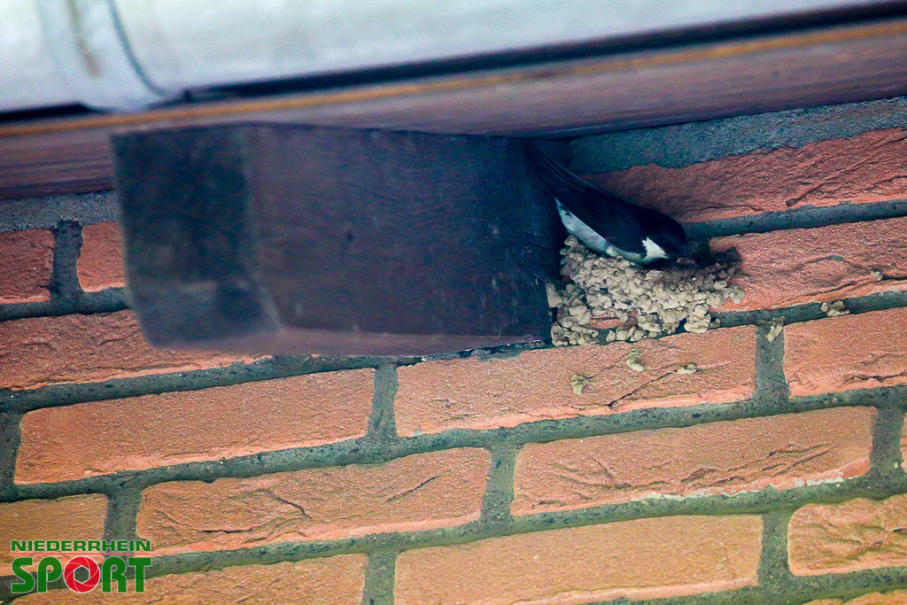 Mehlschwalben_bei_Otto11062025_024 | Bildergalerie von Sport-Ereignissen aber auch von weiteren spannenden Dingen - nicht nur vom Niederrhein. In Anlehnung an den bekannten Spruch von Hanns Dieter Hüsch heißt das Motto: "Niederrhein ist überall".  - Realisiert mit Pictrs.com